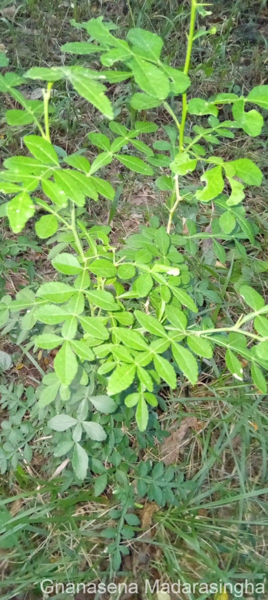 Naringi crenulata (Roxb.) Nicolson